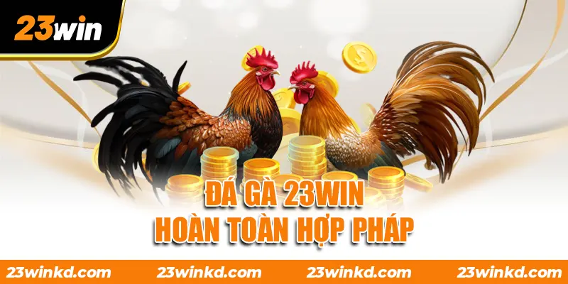Đá gà 23WIN hoàn toàn hợp pháp